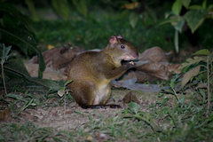 Dasyprocta variegata