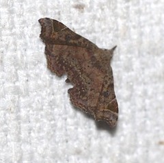 Esthlodora variabilis