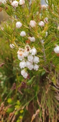 Erica triflora