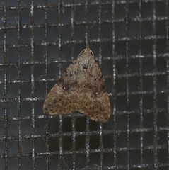 Alapadna pauropis
