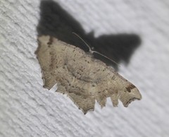 Dissomorphia australiaria