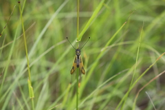 Libelloides longicornis