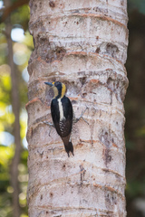 Melanerpes chrysauchen