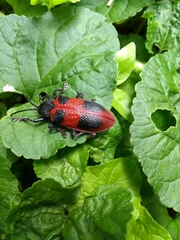 Coraliomela quadrimaculata