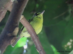 Todirostrum poliocephalum