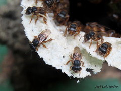 Scaptotrigona xanthotricha