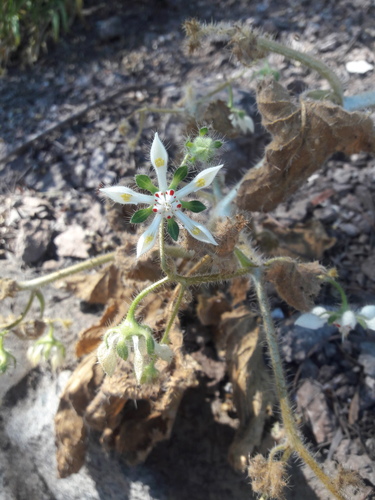 Loasa floribunda (Loasa floribunda)
