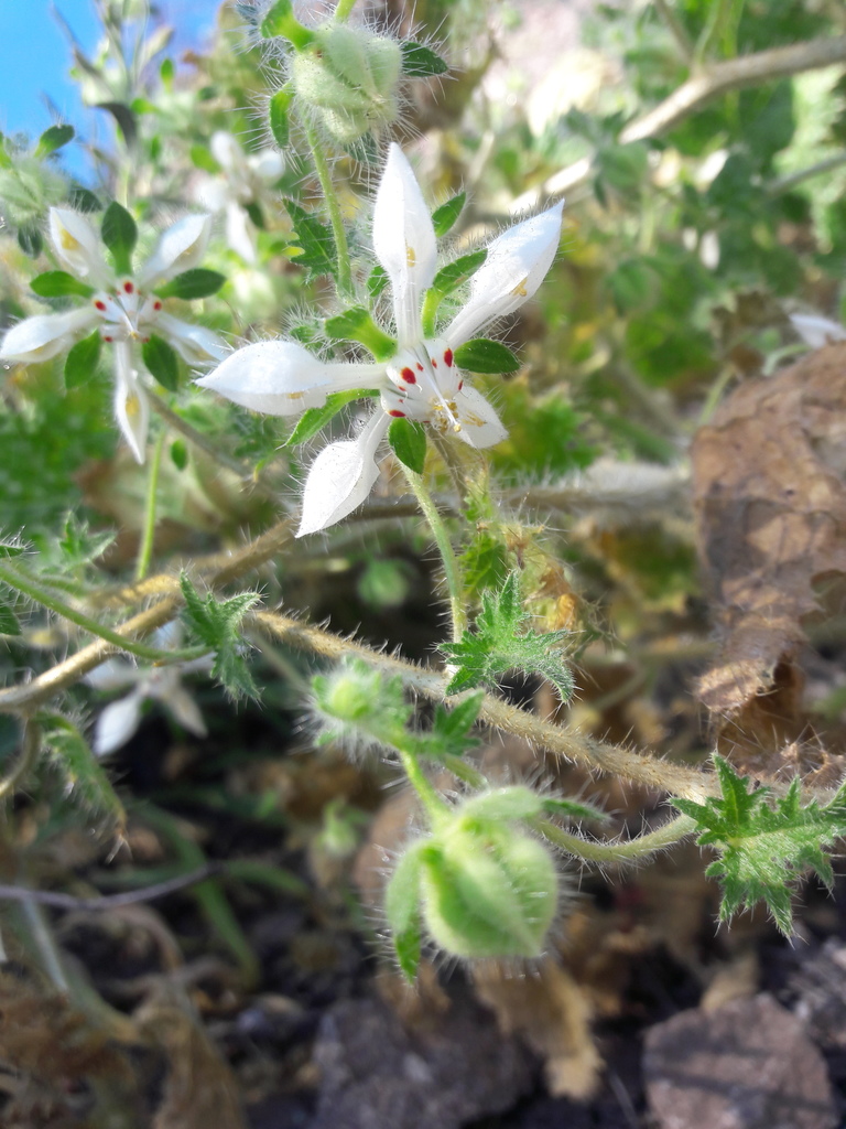 Loasa floribunda