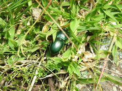 Pasimachus mexicanus