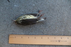 Parkesia noveboracensis