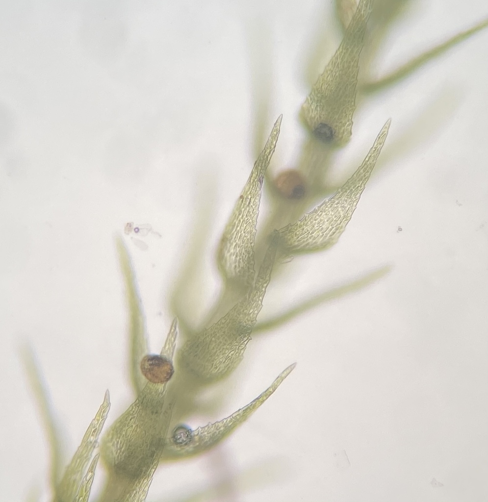Small Willow Moss