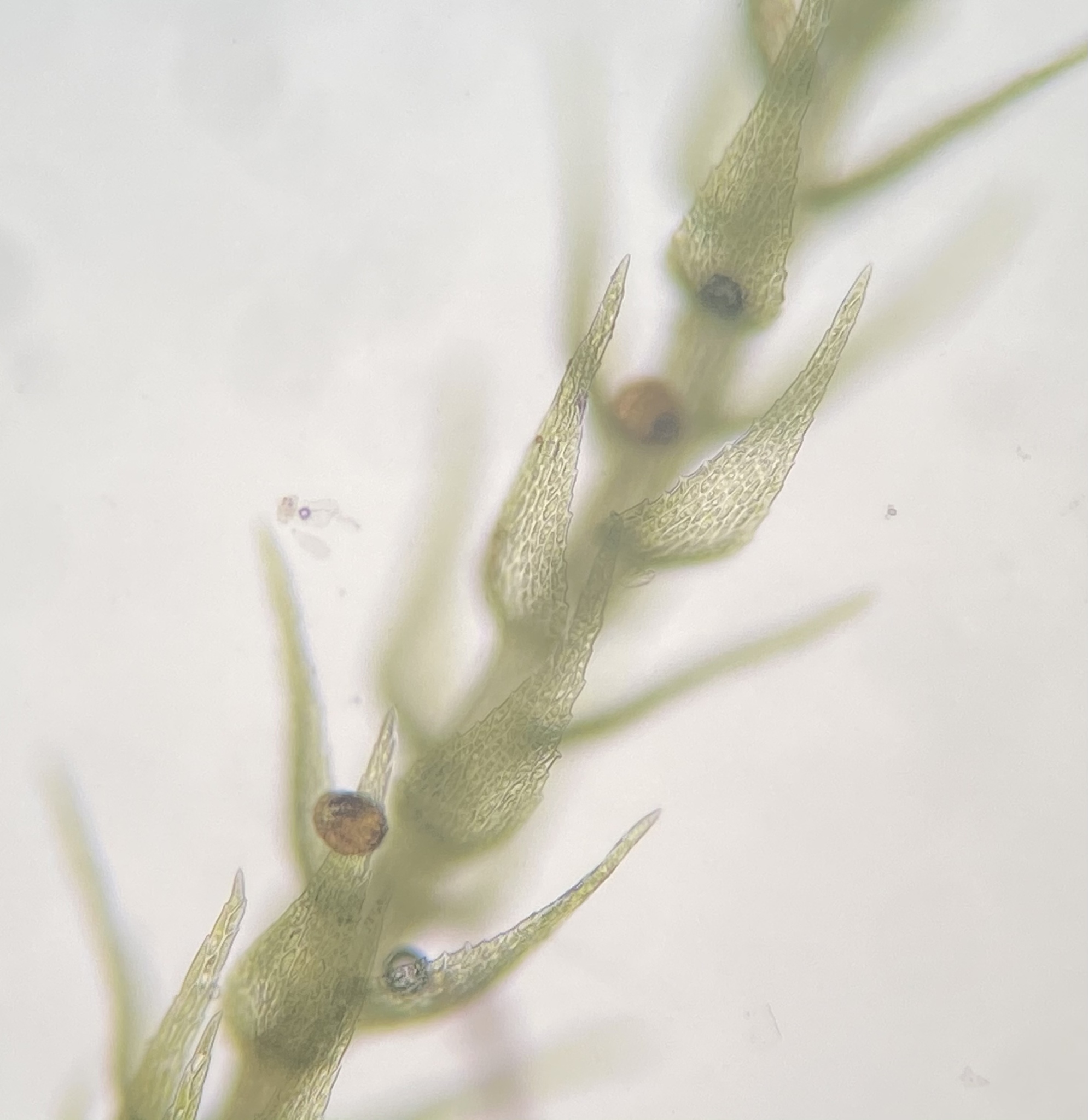 Platydictya minutissima