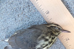 Parkesia noveboracensis