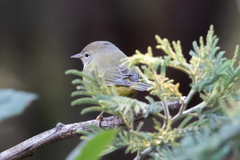 Leiothlypis celata orestera