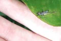 Phylloscyrtus amoenus