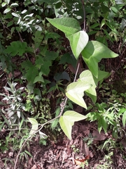 Passiflora rugosissima