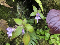 Impatiens devendrae