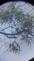 Ptiliogonys cinereus