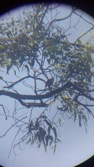 Ptiliogonys cinereus