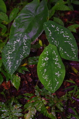 Caladium