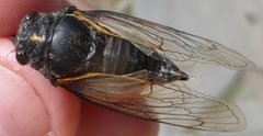 Cicadatra persica
