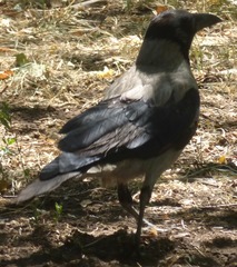 Corvus cornix