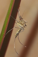 Culex pipiens