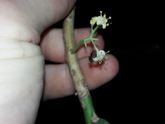 Magnoliopsida