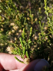 Passerina paleacea