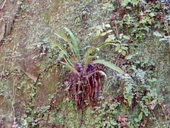 Asplenium scolopendrium