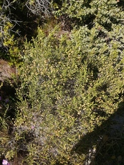 Passerina paleacea