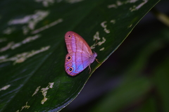 Amiga arnaca