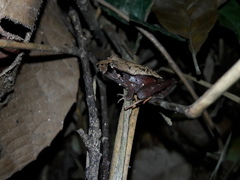 Ischnocnema guentheri