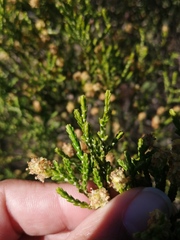 Passerina paleacea