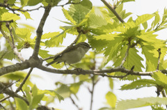 Phylloscopus xanthodryas