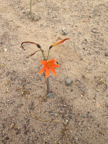 Zephyranthes bagnoldii, photograph 5