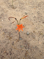 Zephyranthes bagnoldii, photograph Aira Francisca Faúndez Fallau, CC BY, iNaturalist via GBIF