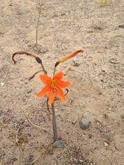 Zephyranthes bagnoldii, photograph Aira Francisca Faúndez Fallau, CC BY, iNaturalist via GBIF