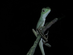 Enyalius