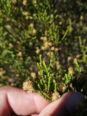 Passerina paleacea