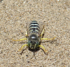Bembix americana comata