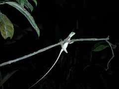 Enyalius