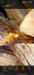 Polistes olivaceus