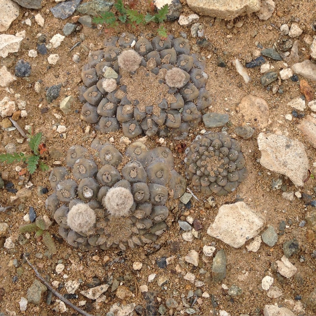 Eriosyce tenebrica, Huasco, CL-AT, CL