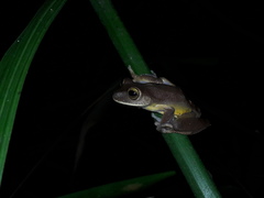 Bokermannohyla hylax