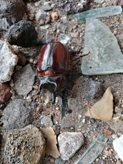 Strategus aloeus