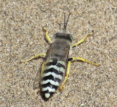 Bembix americana comata