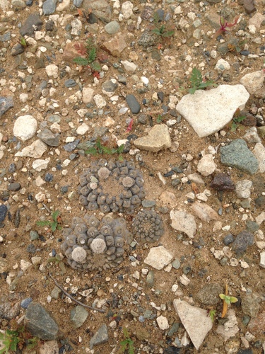 Eriosyce tenebrica