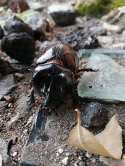 Strategus aloeus