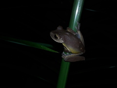 Bokermannohyla hylax